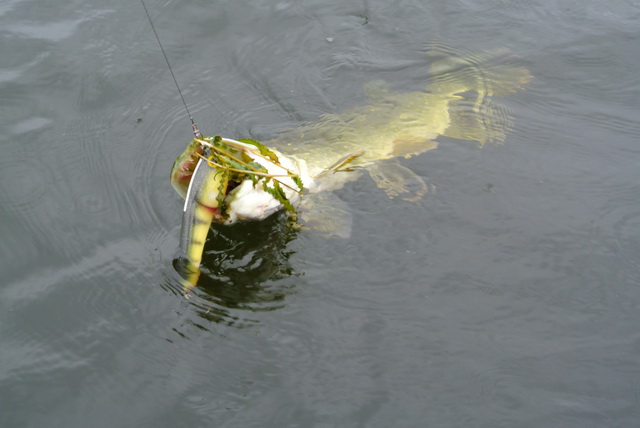 De snoek gehaakt en het materiaal doet de rest.