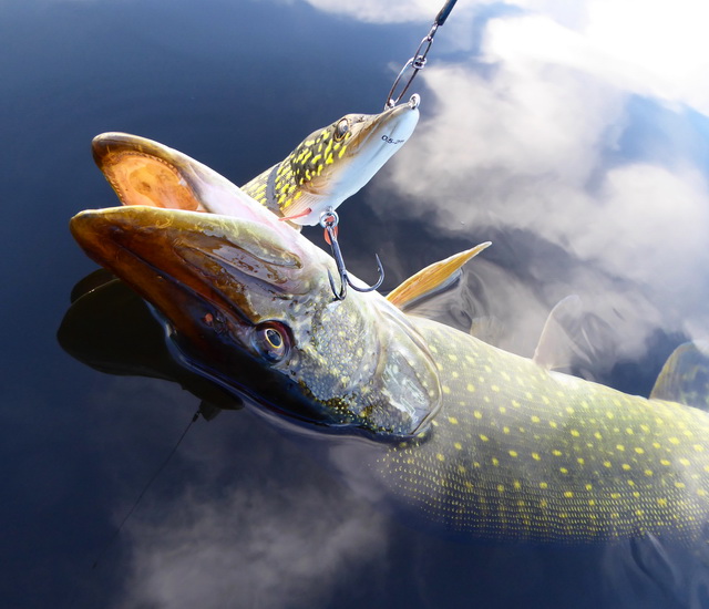 Snoek eet snoek of in dit geval de nieuwe swimbait van Westin ‘Mike the Pike’