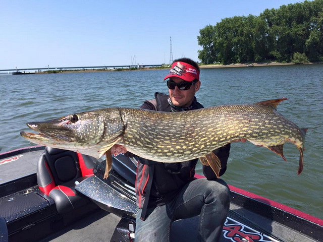 Big Pike 122,5cm