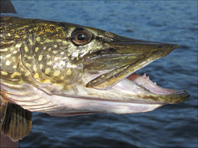 Sterk genoeg om de grootste snoek uit te drillen.