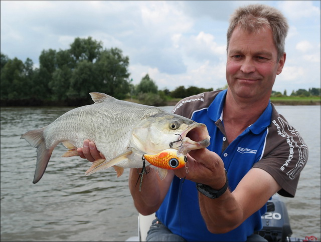 Ook in de sterke stroming tonen roofbleien de volle aandacht!