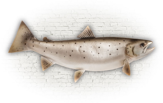 Zalm 85 cm