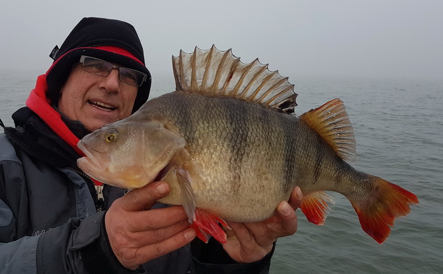 Frank van Vliet vist graag met wat kleinere formaat shadjes op baars.