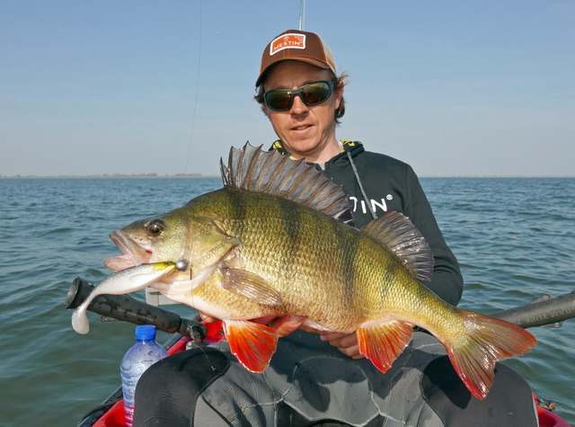 Prachtige baars op de 12 cm Shad Teez in de kleur Headlight.