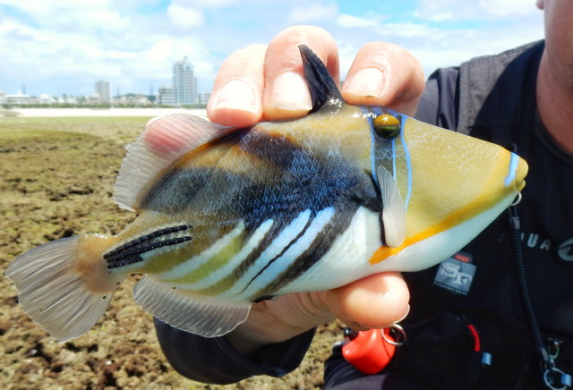 Deze Triggerfish is not amused.