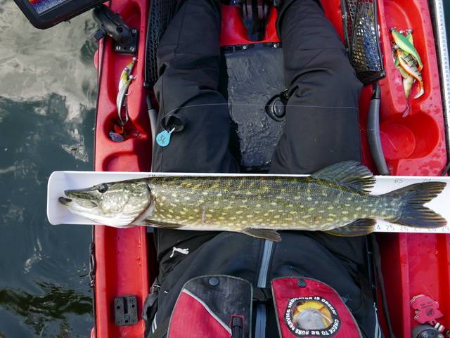 Snoek tijdens de wedstrijd gevangen op de 12 cm Westin Shad Teez.