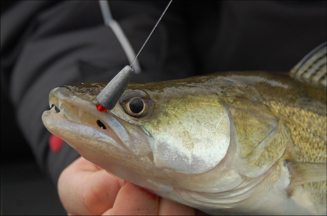 Snoekbaars aan de Texas rig.