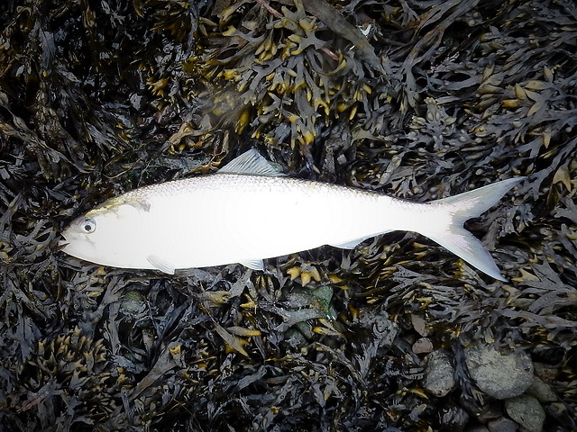 fint op een vers bedje van zeewier, een echte delicatesse. Voor de zeehond dan natuurlijk.