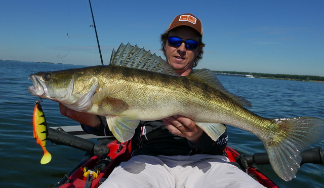 Sterke Volkerak snoekbaars op Ricky the Roach...