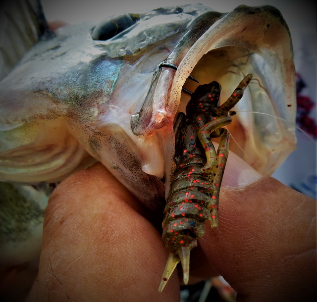 Crazy Fish, Kasari “Oderus Dragonfly“