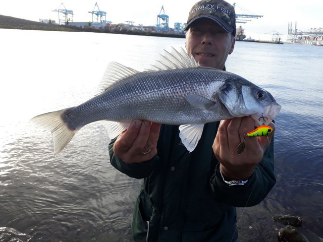 Zeebaars op de tailspinner van Spinmad