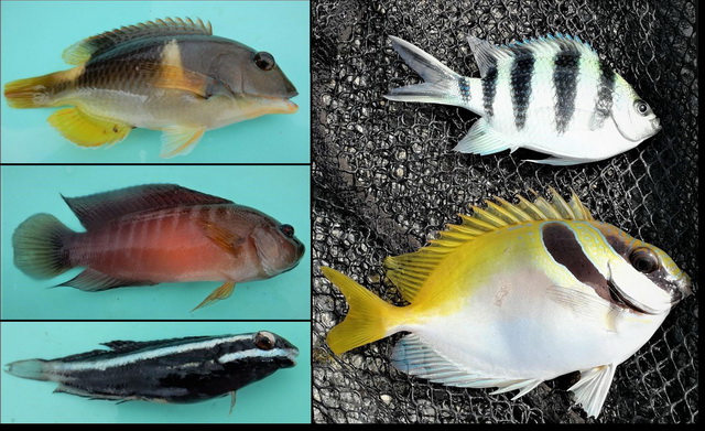 Japanse vissoorten gevangen op de splitsot-rig