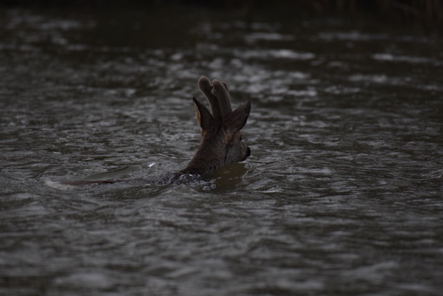 Het wild is hier nooit ver weg. En soms zwemt het letterlijk langs de boot!