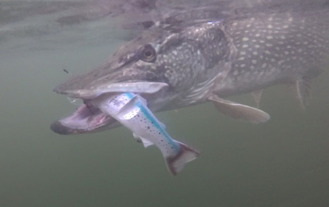 Head first!! Deze 116 cm lange dame ging vol voor Tommy the trout).
