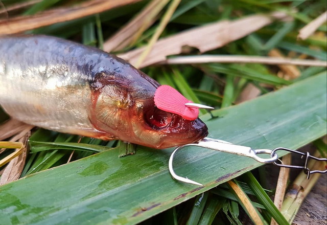 vissen op snoek met Dekker. -