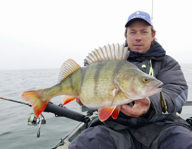 Prachtige dikke baars van 48 cm op een crankbait (Westin Rawbite 7 cm)