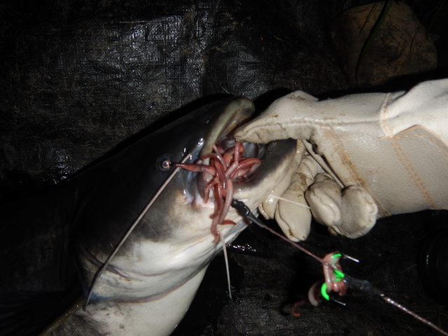 Geslaagde vangst met wormen van PS livebait.