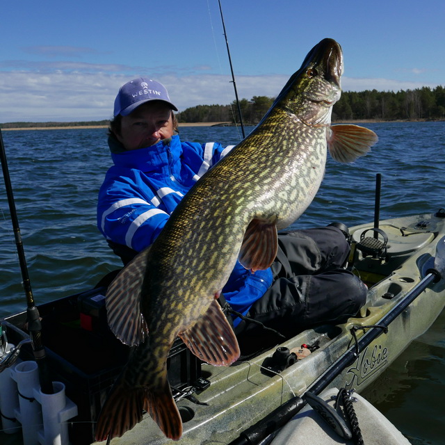 Zweedse buffel tijdens dag 2 van de Predatortour Sweden.