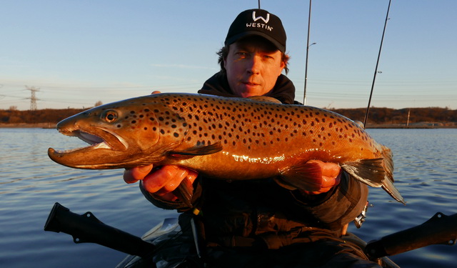 Een hele mooie Bruine forel (mannetje) van 64 cm gevangen net na zon's opkomst.