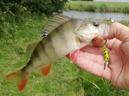 Op pad met de Uklejka bladpilker van Spinmad