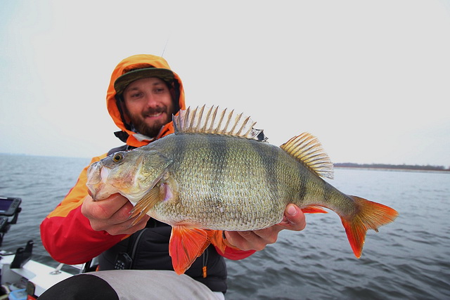 Naast snoekbaars en snoek, staat de Duitser ook bekend als echte baars-specialist.