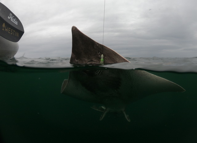 Common Skate / Vleet bij de kayak.