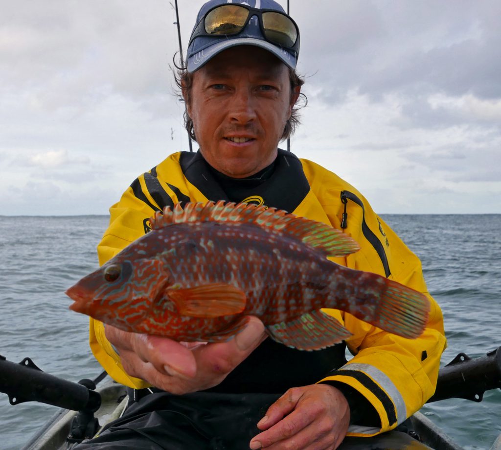 Schitterende kleuren heeft deze Corkwing Wrasse.