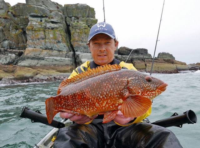 Schitterende gekleurde lipvis (Ballan Wrasse)