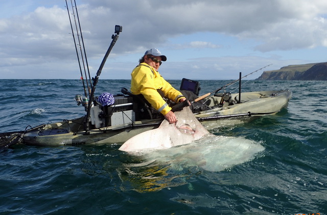 Common Skate / Vleet is de grootste roggesoort welke in Europa voor komt.