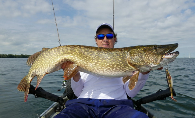 De Westin W4 Kayak heeft werpend met een 16 cm Shad Teez al deze enorme buffel van 122 cm opgeleverd.