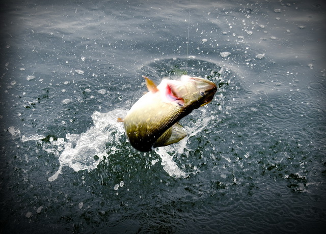 Snoekspektakel en fun van de bovenste plank…!