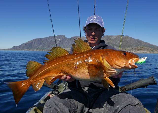 Een kleintje met een prachtige rood/oranje kleur gevangen met een garnaal imitatie. (salty the shrimp))