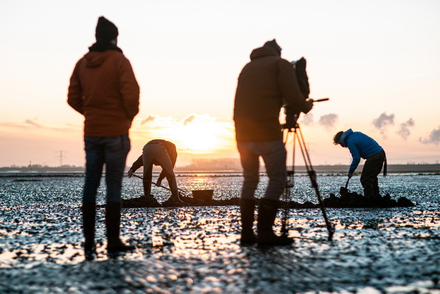 Verse zeepieren zoeken op het Wad.