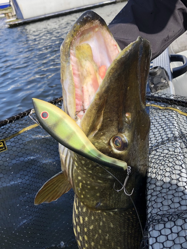 zonde terugbetaling Spanje Met jerkbaits op jacht naar grote snoeken in maart. - Roofvisweb.NL