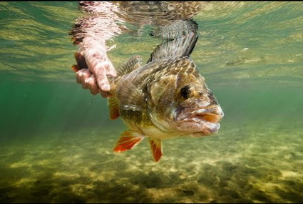 Fishing in Holland – gesloten tijden, zo zit het!