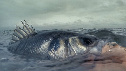 Gretige zeebaarzen in nieuwe video Water Wolves Fishing Crew.