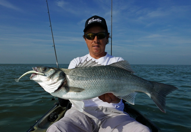 Ook voor de zeebaars is Sandy Andy een uitstekende softbait.