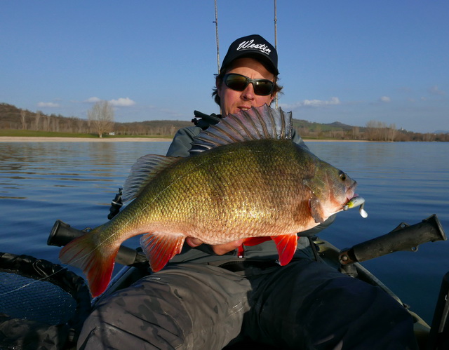 Een fraai exemplaar op de Shad Teez softbait van Westin-Fishing