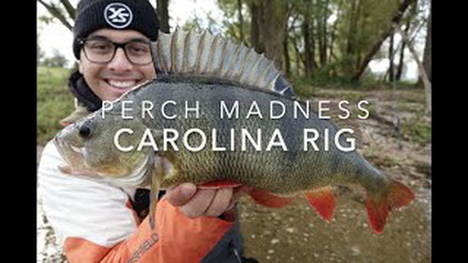 JLpikeBUSTERS NL – Perch Madness carolina rig