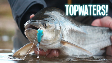 Video VisTD – Topwater Spektakel In Eigen Land (Unieke Beelden!)