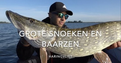 Grote snoeken en baarzen op het Haringvliet met Vincent Tobé!