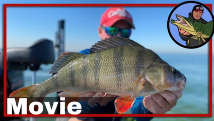 Many Big Perch in Pre Fishing for Perch Pro 7