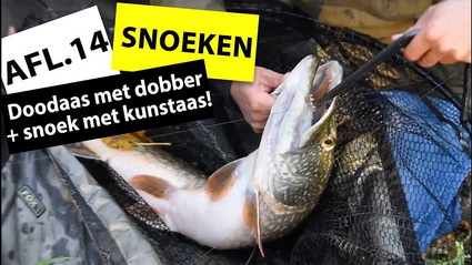 Video Vissende Geer. Doodaas vissen met de dobber!