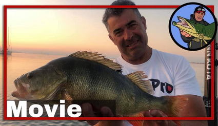 50 CM Perch at Pre Fishing for Perch Pro 7.