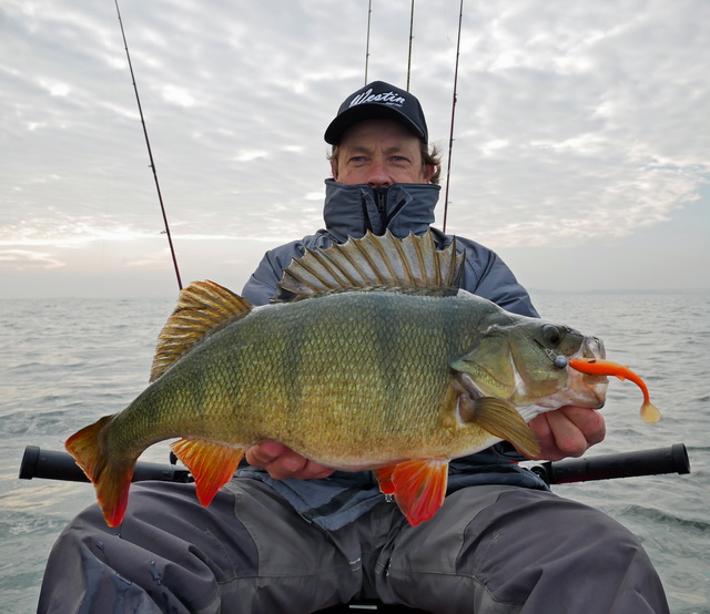 Prachtige baars van 51 cm / 2.36 kg welke de nieuwe BullTeez van Westin-Fishing niet kon weerstaan.