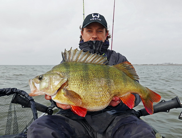 Maart is dé periode voor de zwaarste baarzen! Zoals deze oude krijger welke in maart 2019 werd gefopt met de legendarische Shad Teez een 52 cm exemplaar met een gewicht van 2.92 kg!