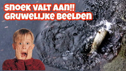 SNOEK VALT AAN! Gruwelijke beelden vissen op snoekbaars en snoek