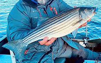 Striped bass in het IJ!