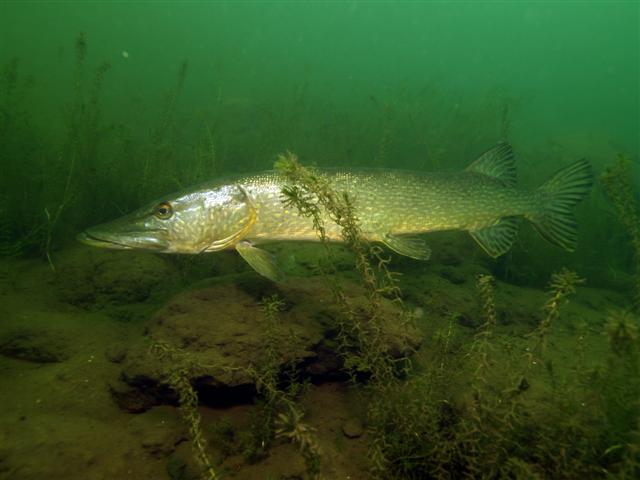 Snoek moet bijna overal het gehele jaar direct worden teruggezet. (Foto: Janny Bosman)