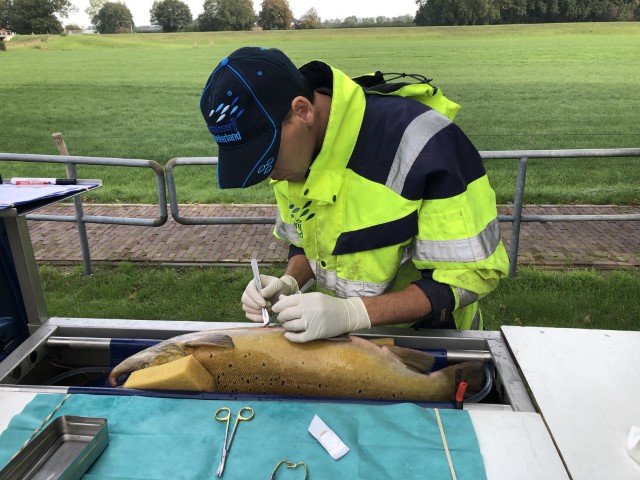 Onder verdoving worden de vissen voorzien van een zender. De overleving van deze vissen bedraagt 100 procent.